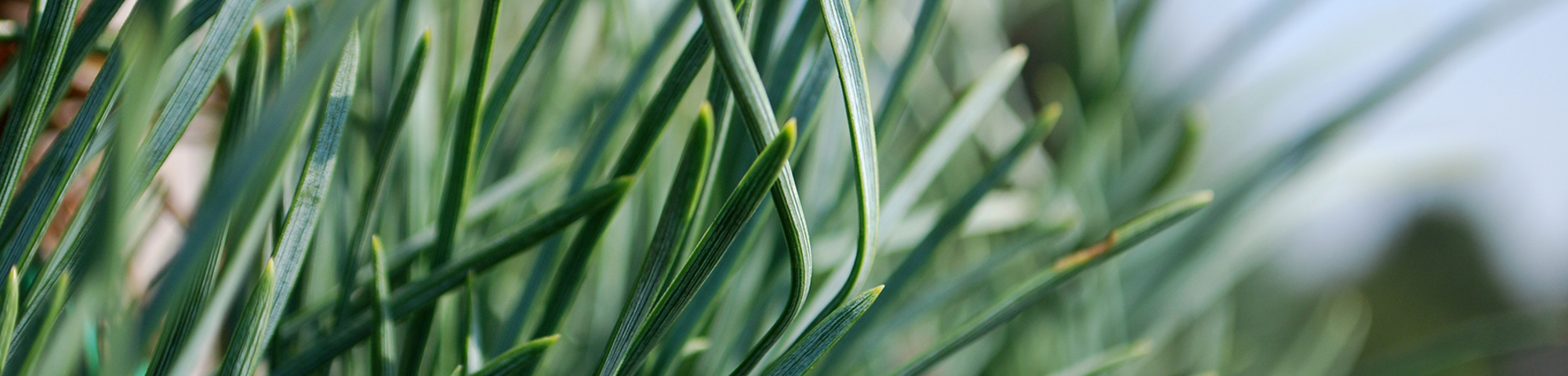 Pinus sylvestris 'Fastigiata'