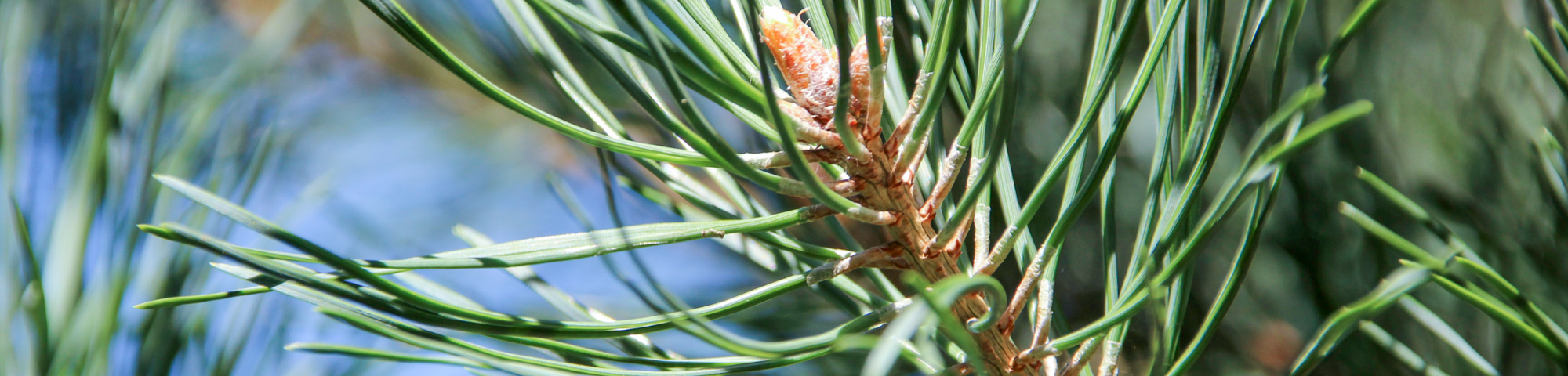 Pinus sylvestris