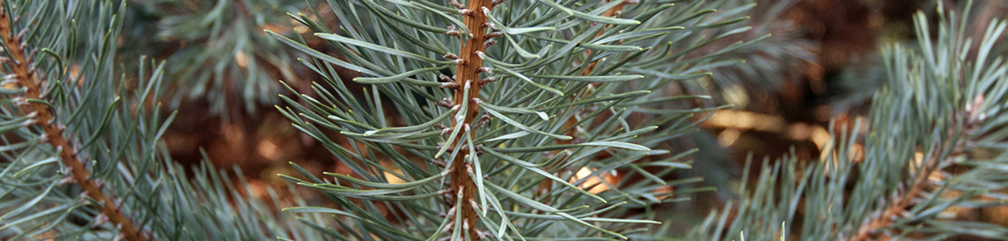 Pinus sylvestris 'Norska'