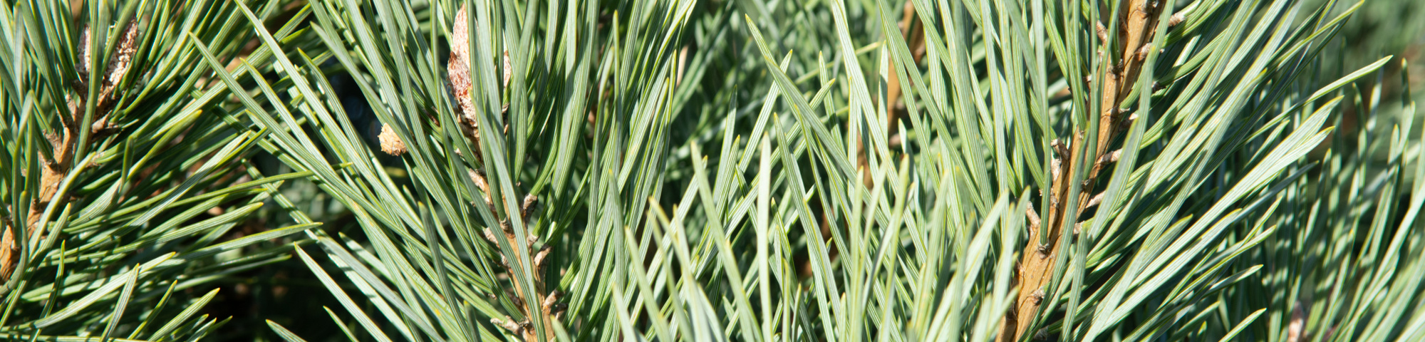 Pinus sylvestris 'Watereri'