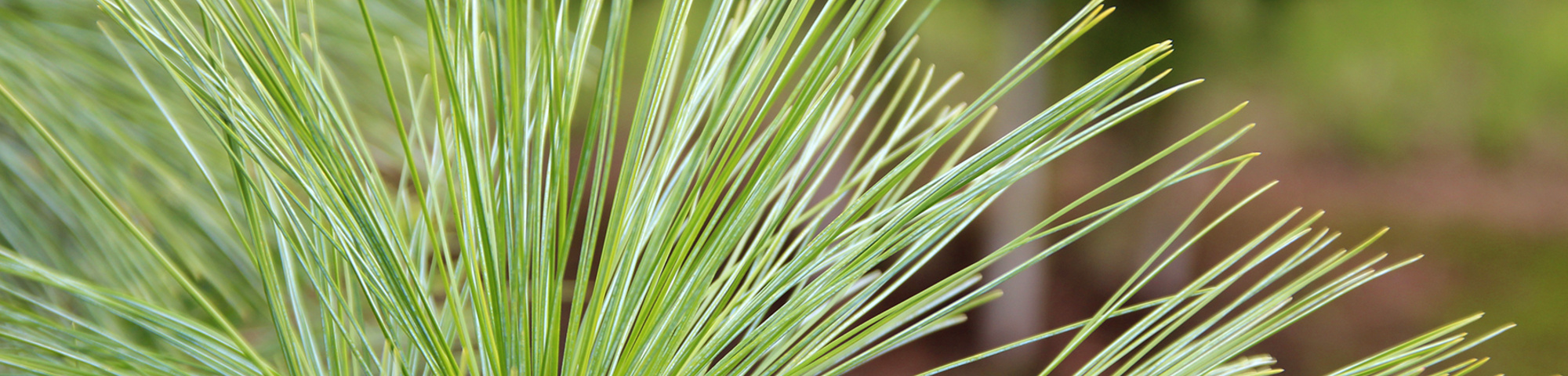 Pinus wallichiana