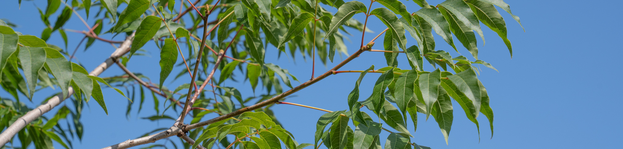 Pistacia chinensis