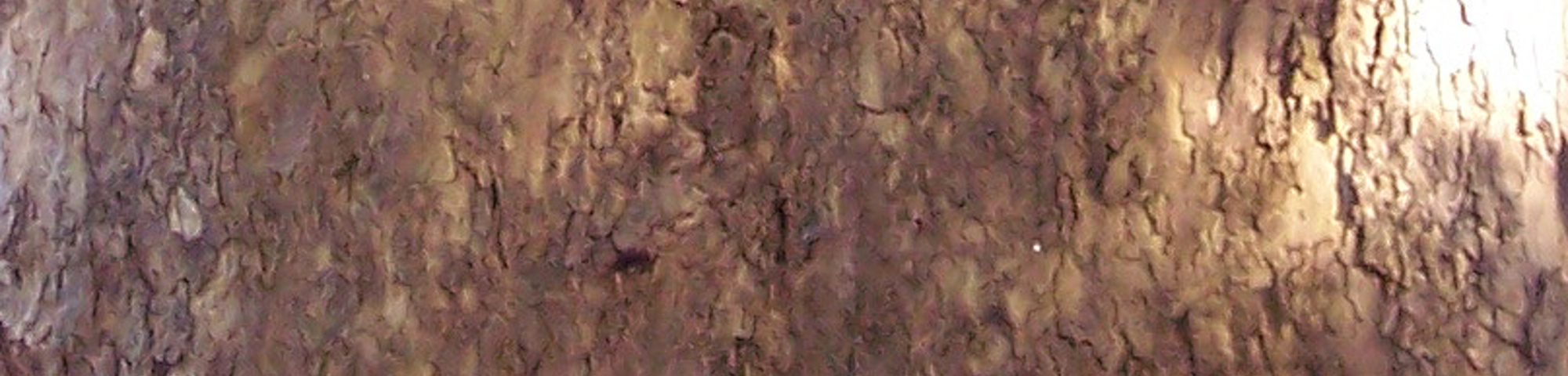 Platanus occidentalis