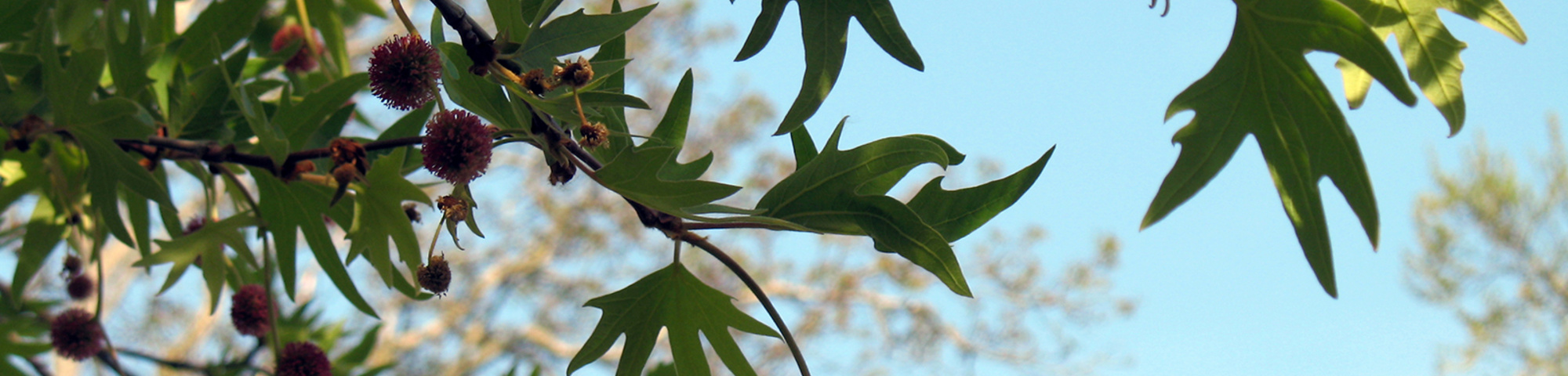 Platanus orientalis 'Digitata'