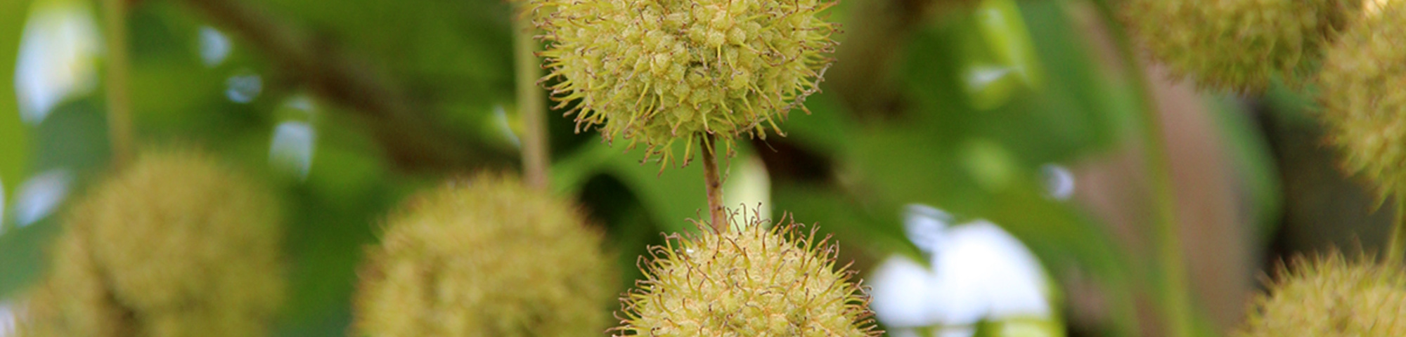 Platanus orientalis 'Minaret'