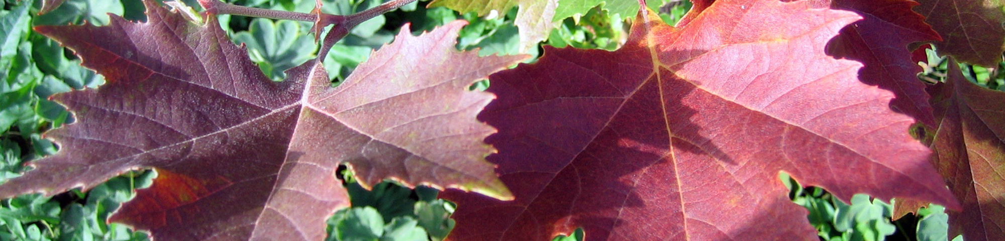 Platanus orientalis 'Mirkovec'