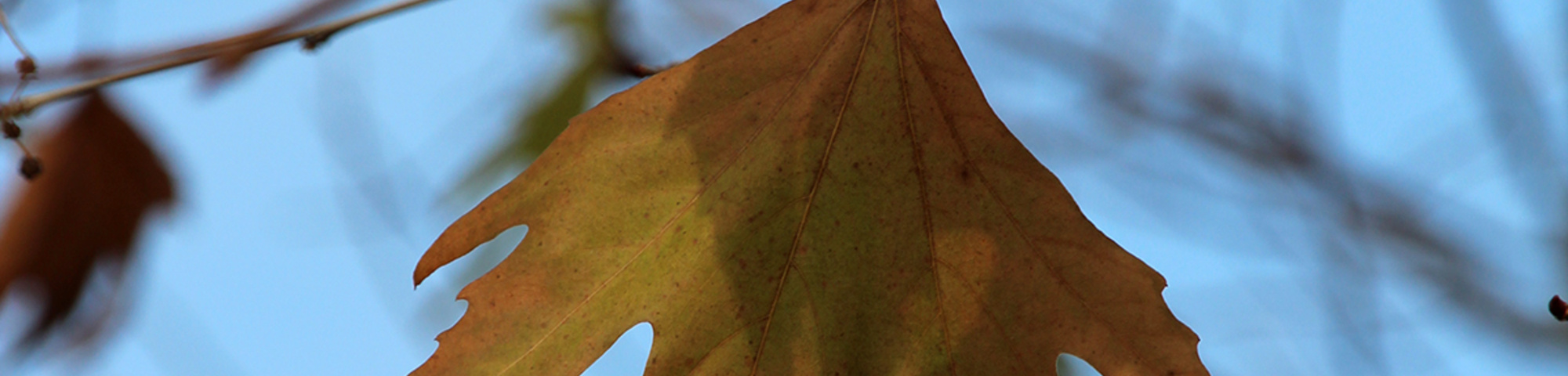Platanus orientalis var. cuneata