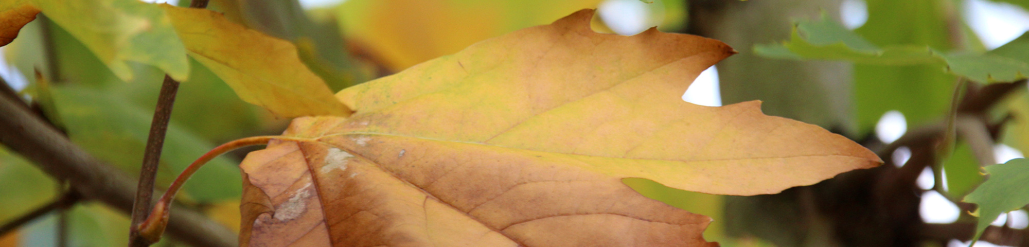 Platanus x hispanica 'Eindhoven'