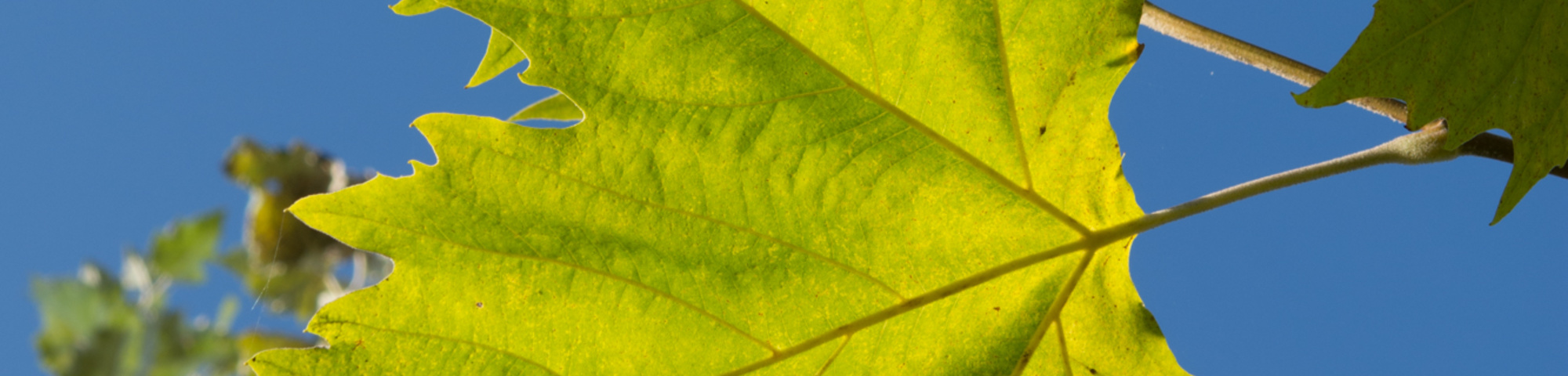 Platanus x hispanica 'Huissen'