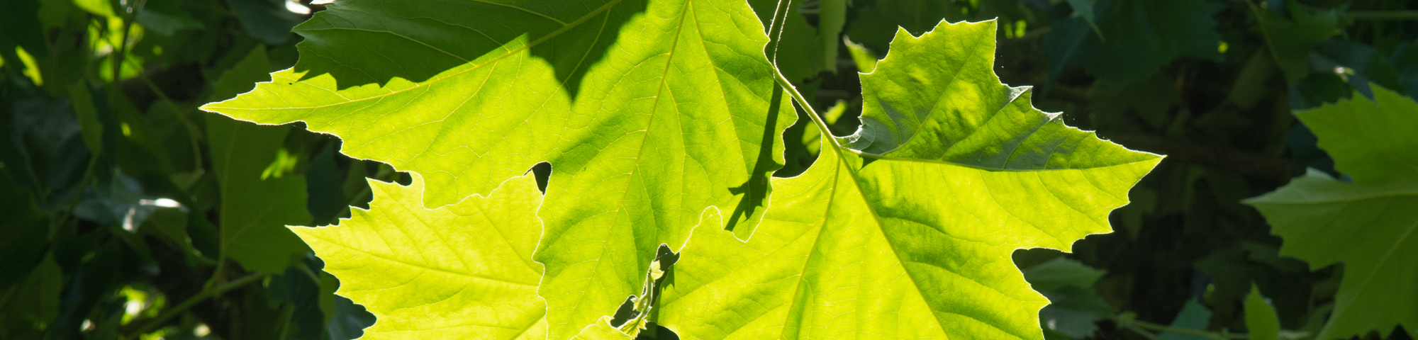 Platanus x hispanica