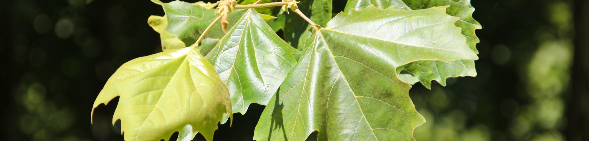 Platanus x hispanica 'Malburg'