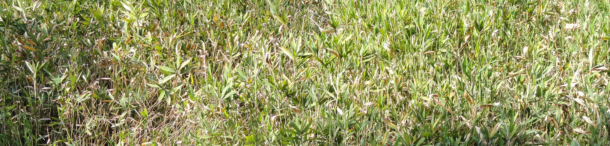 Pleioblastus pygmaeus