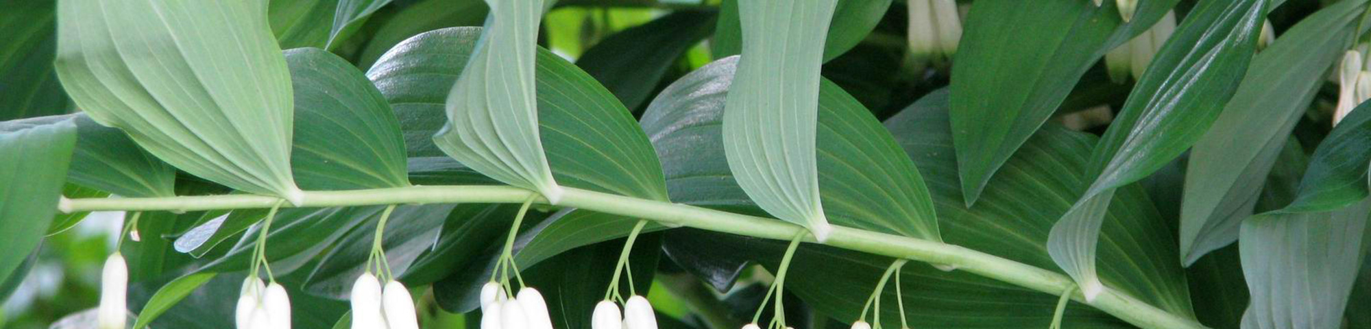 Polygonatum multiflorum