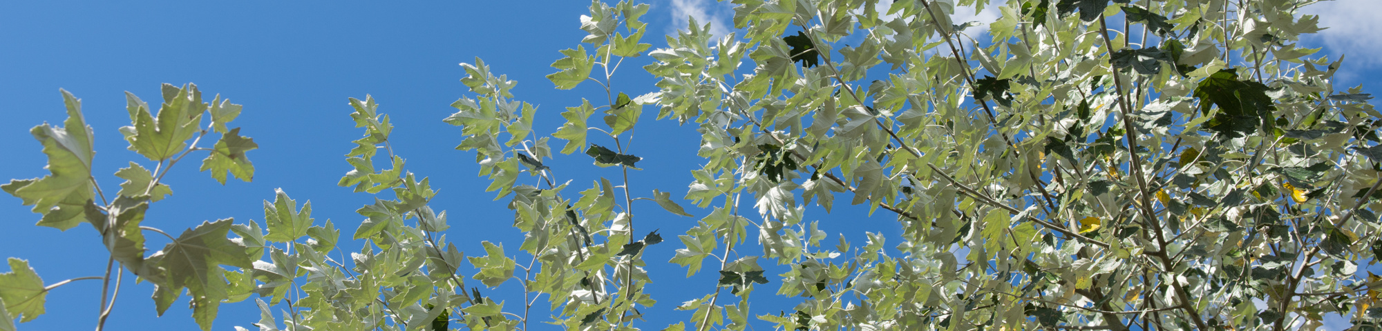 Populus alba