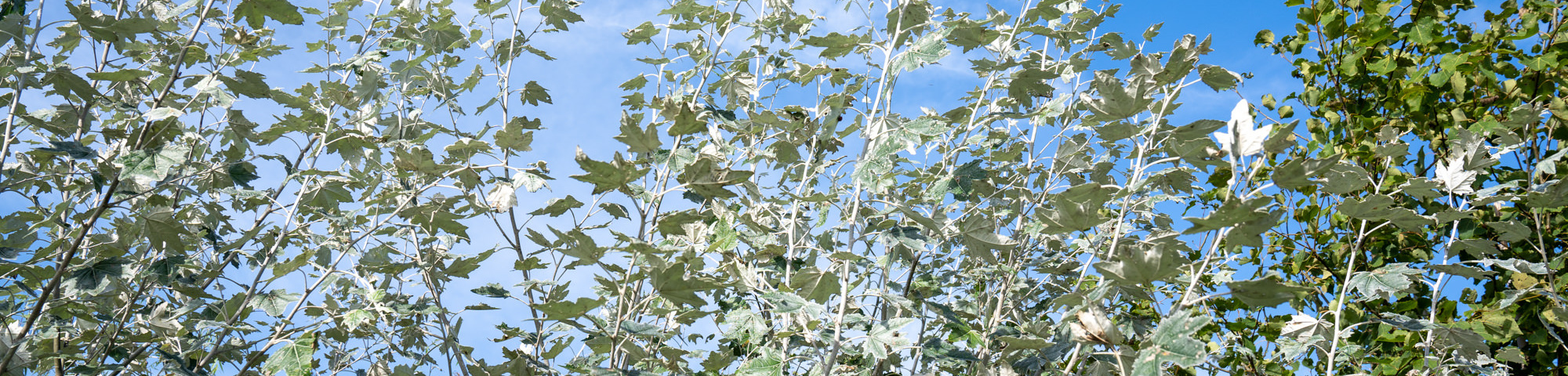 Populus alba 'Nivea'