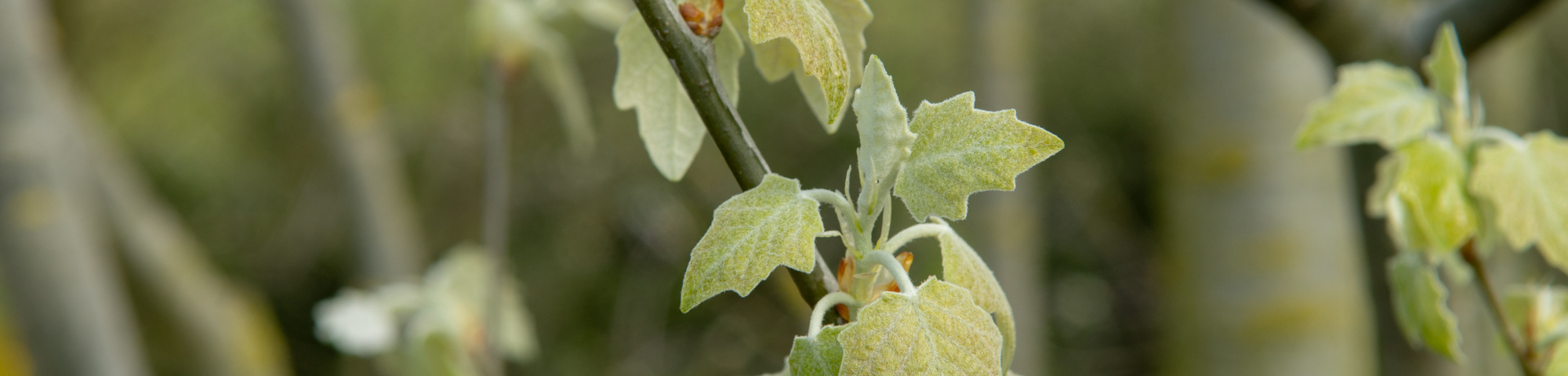 Populus alba 'Raket'