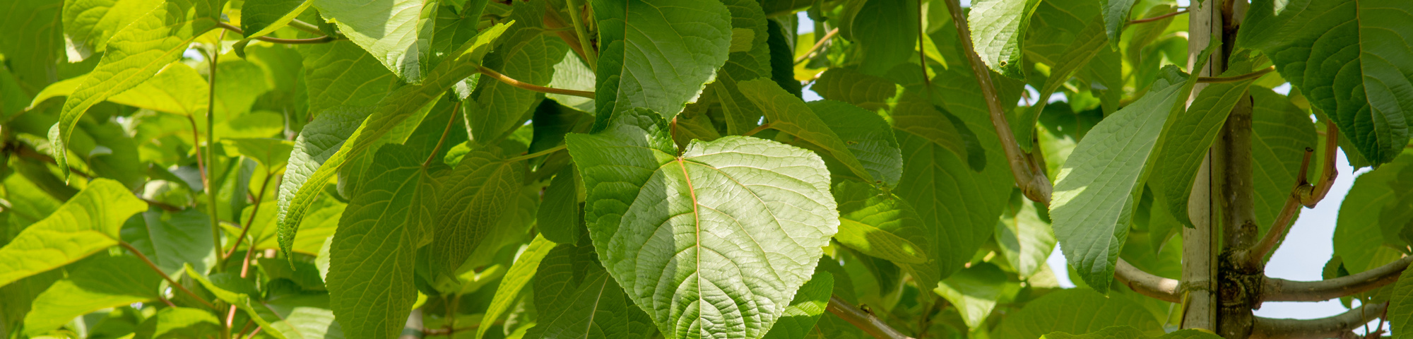Populus lasiocarpa