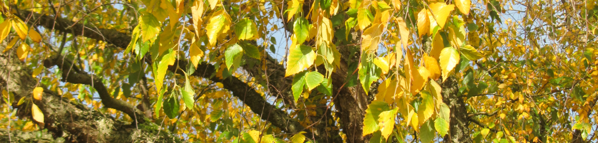 Populus nigra