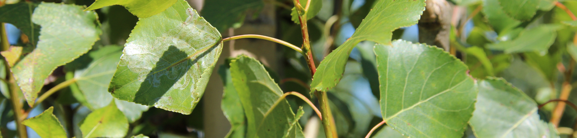 Populus nigra 'Italica'