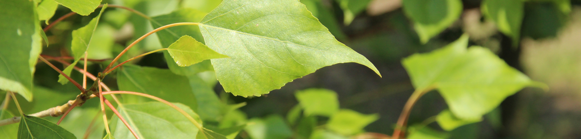 Populus nigra 'Vereecken'