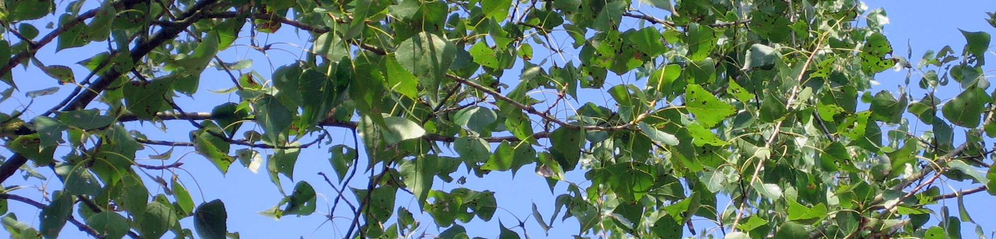 Populus nigra 'Wolterson'