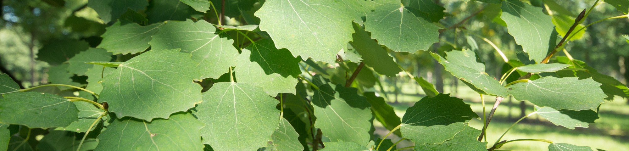 Populus tremula 'Erecta'