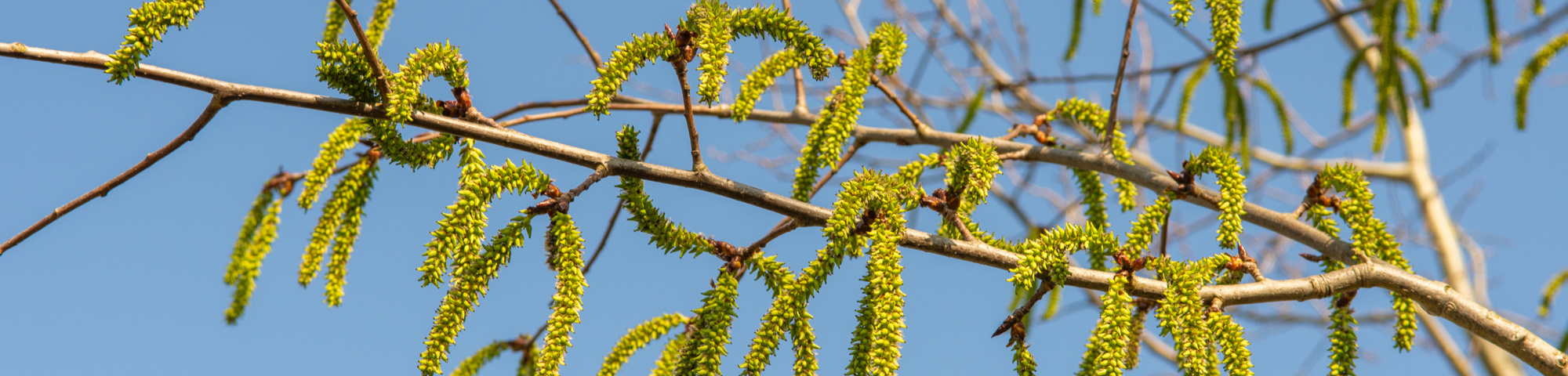 Populus tremula