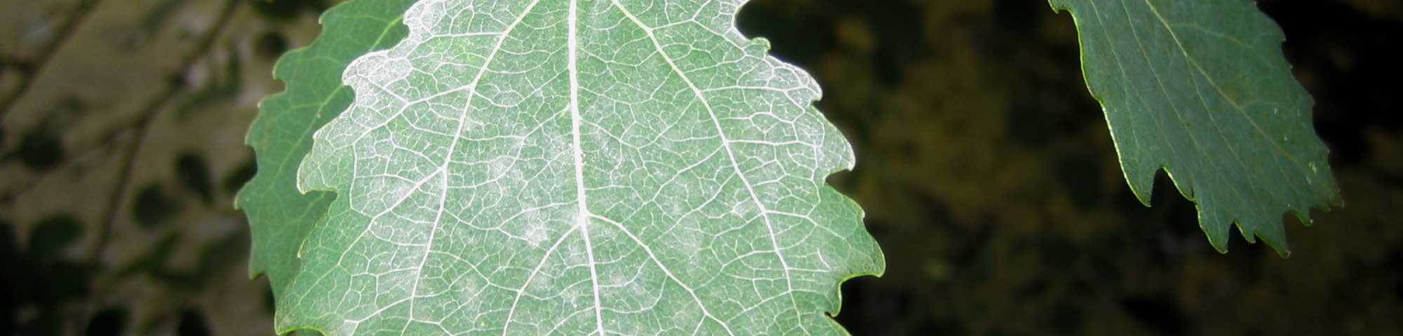 Populus tremula 'Pendula'