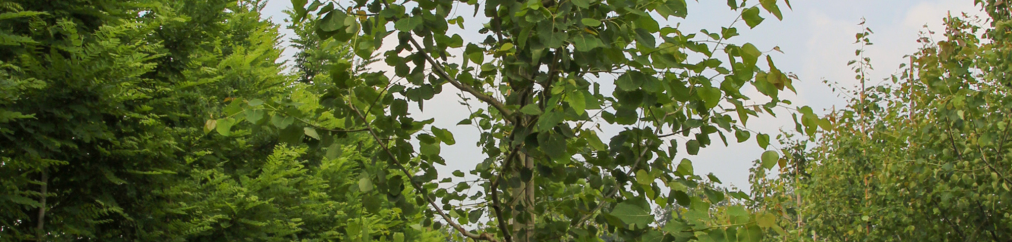 Populus tremula 'Tapiau'