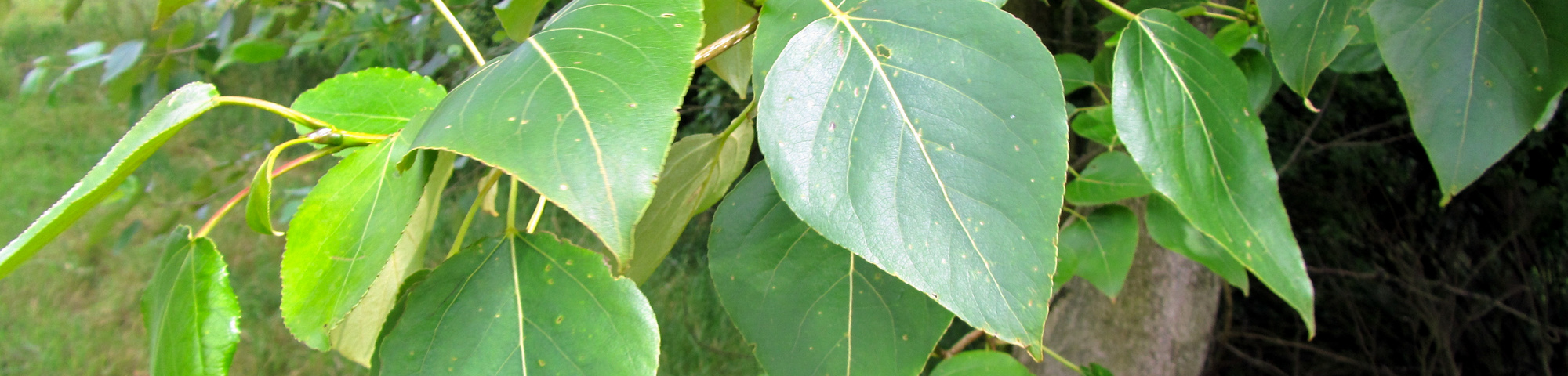 Populus trichocarpa 'Columbia River'