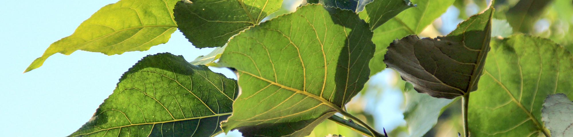 Populus trichocarpa