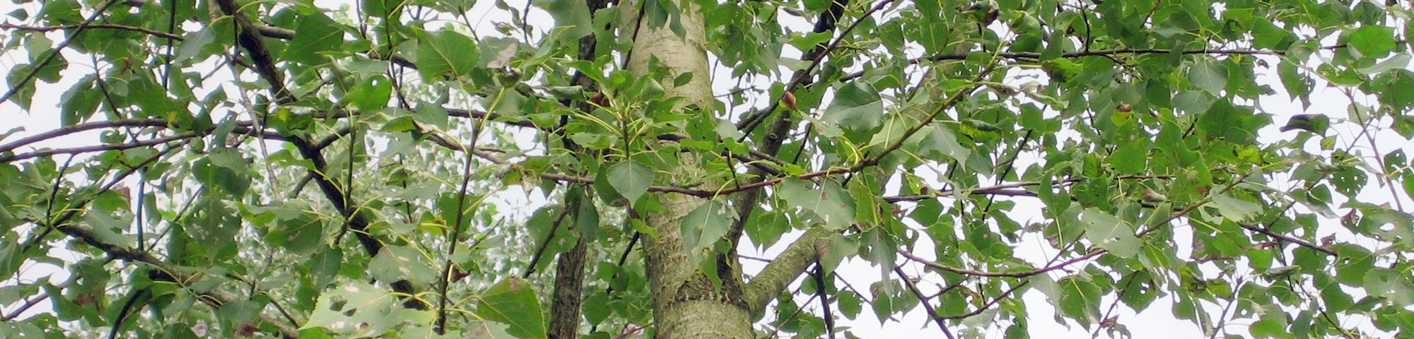Populus x canadensis 'Ellert'