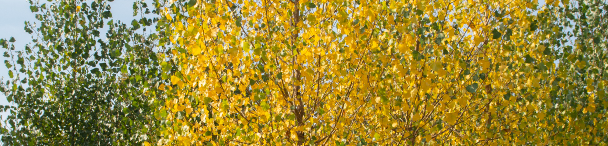 Populus x canadensis 'Koster'