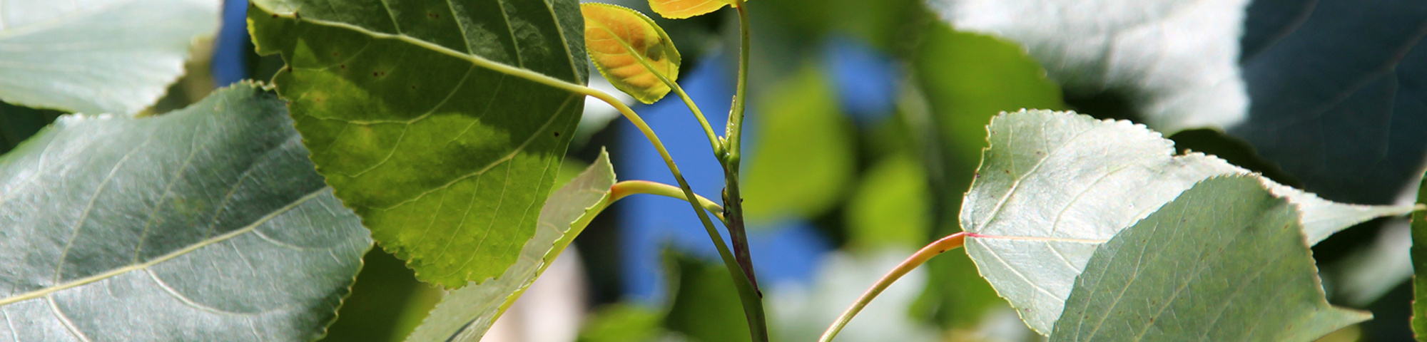 Populus x canadensis 'Robusta'