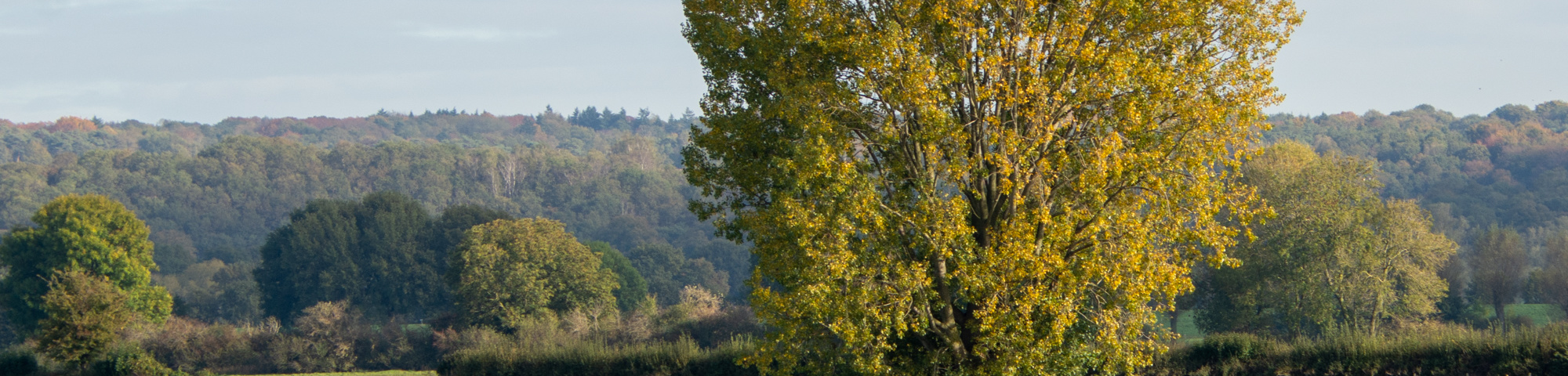 Populus x canadensis 'Serotina'