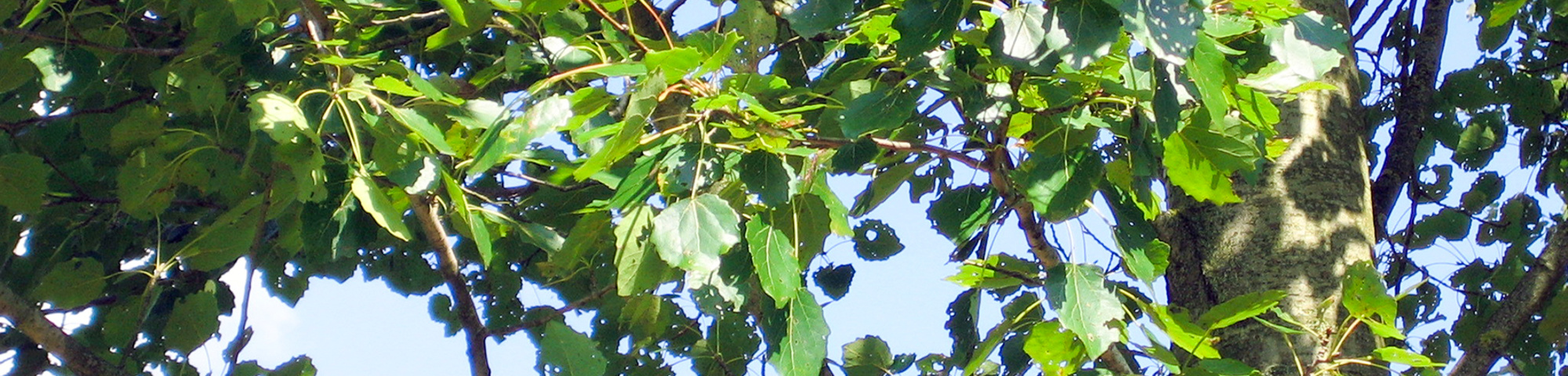 Populus x canescens 'Schubu'