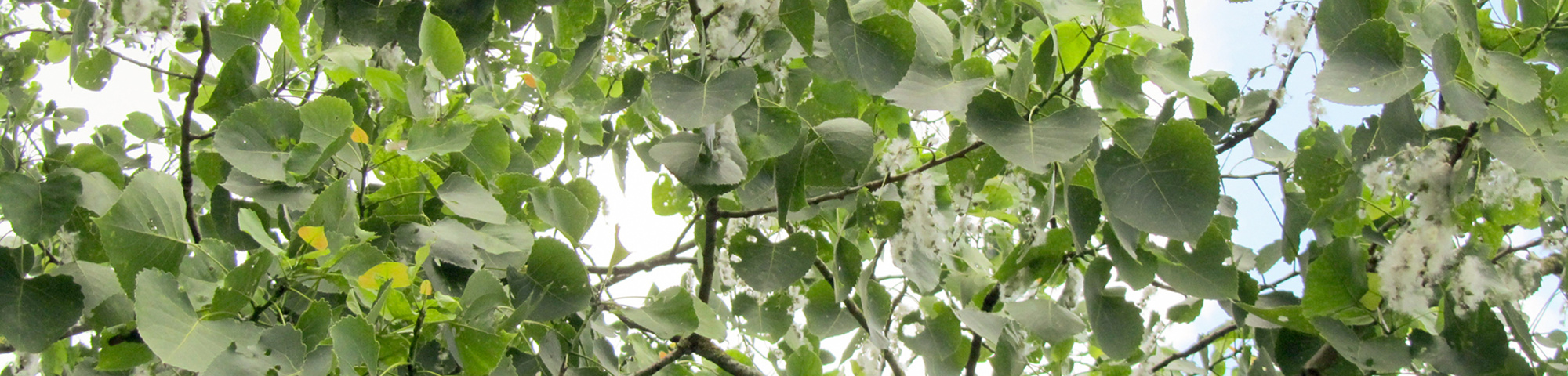 Populus x generosa 'Beaupré'