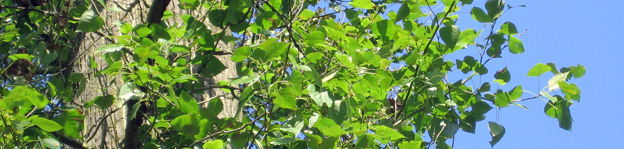 Populus x generosa 'Donk'