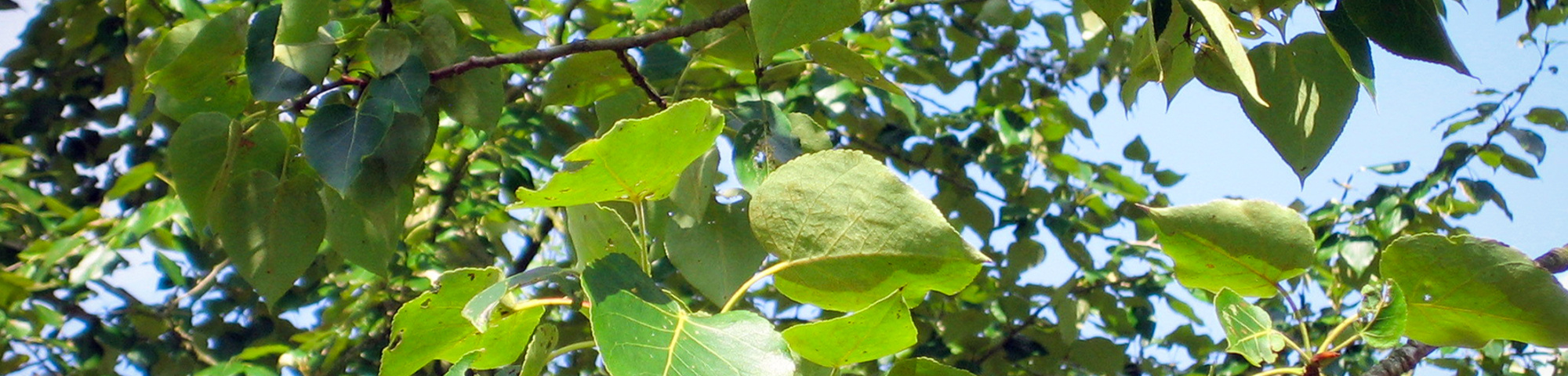 Populus x jackii 'Aurora'