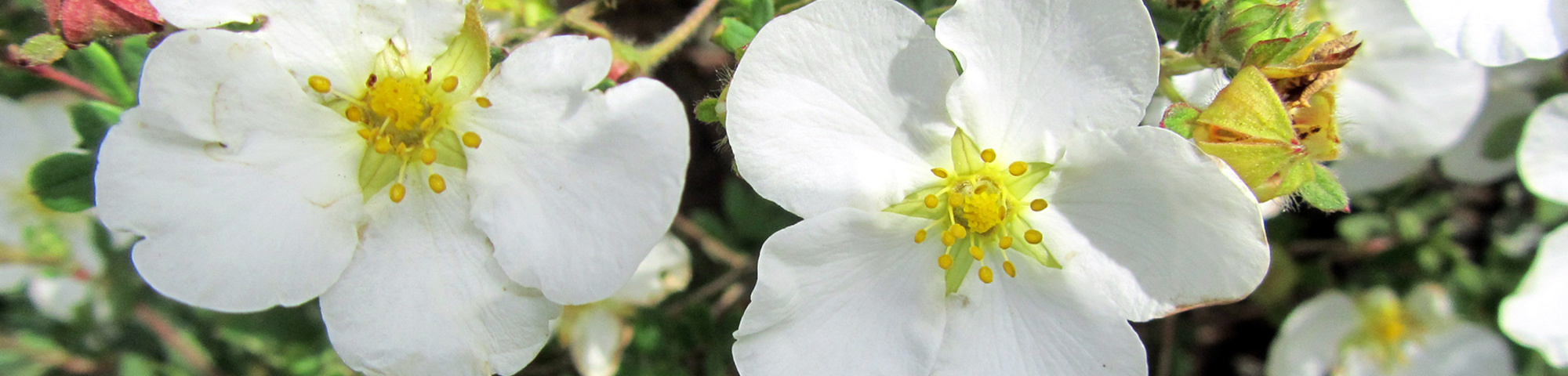 Potentilla fruticosa 'Abbotswood'