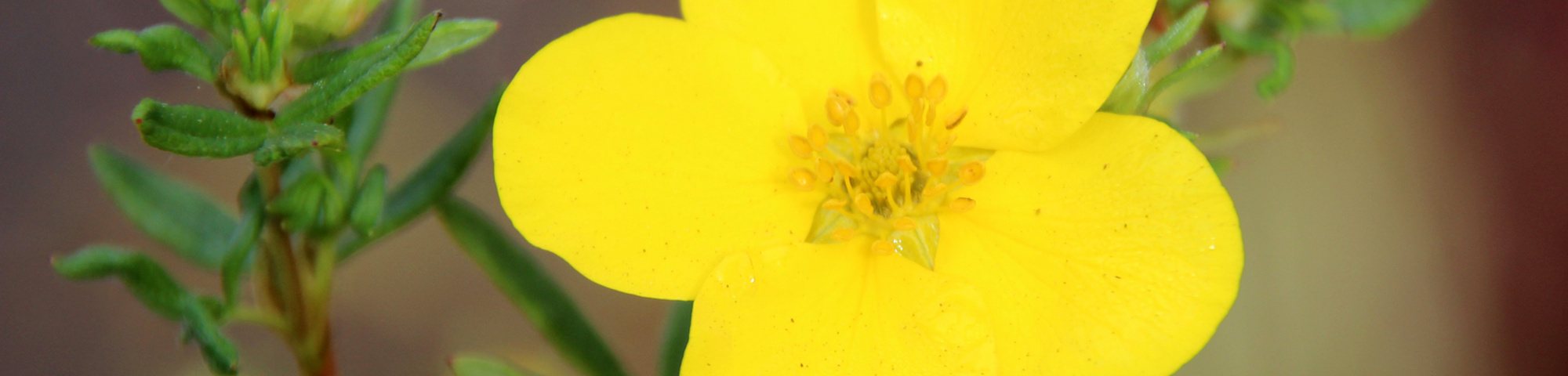 Potentilla fruticosa 'Goldfinger'