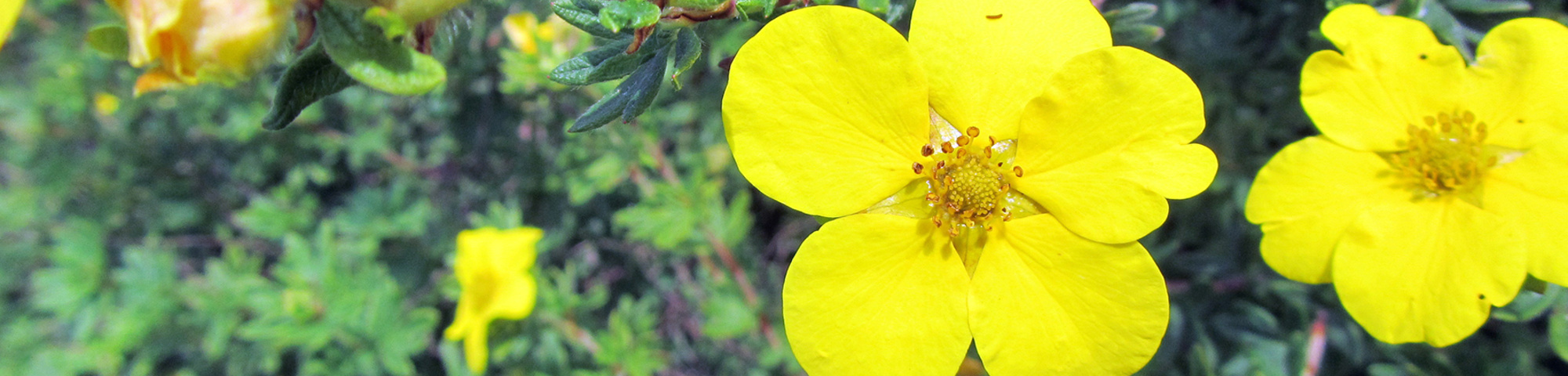 Potentilla fruticosa 'Klondike'