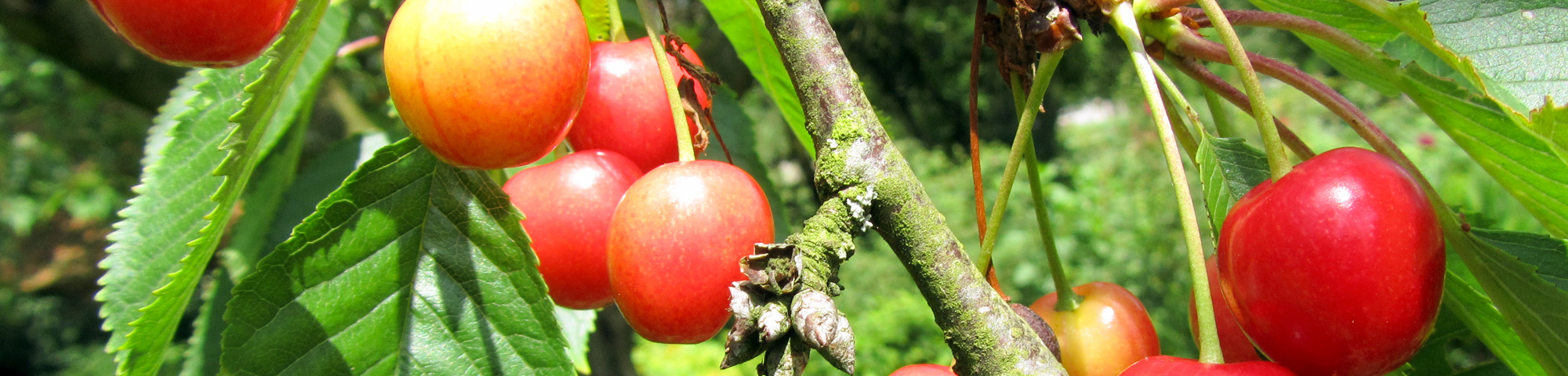 Prunus avium 'Hedelfinger Riesenkirsche'