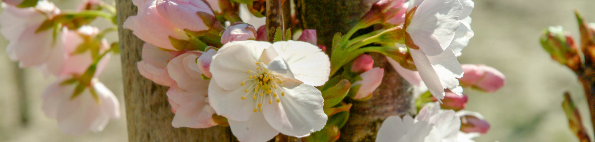 Prunus avium 'Landscape Bloom'