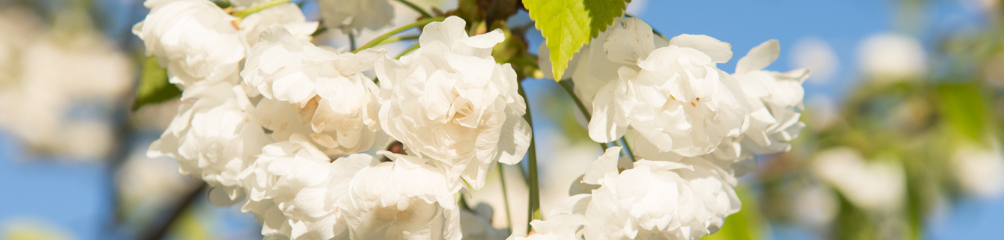 Prunus avium 'Plena'