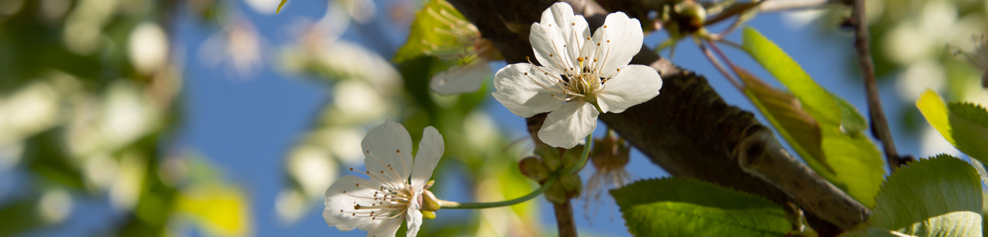 Prunus avium 'Udense Spaanse'