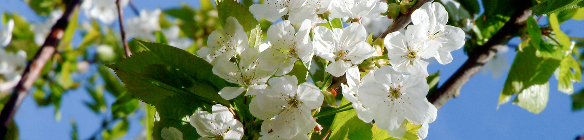 Prunus avium 'Varikse Zwarte'