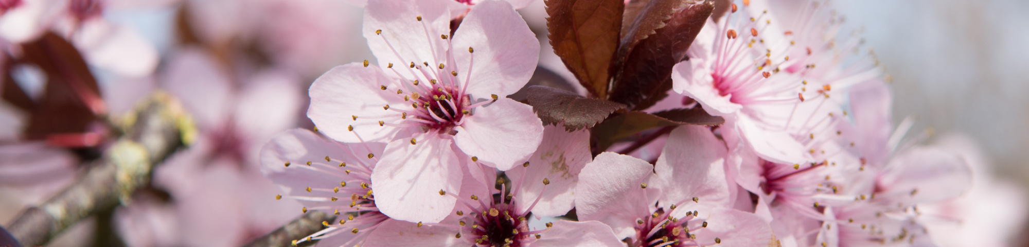 Prunus cerasifera 'Nigra'