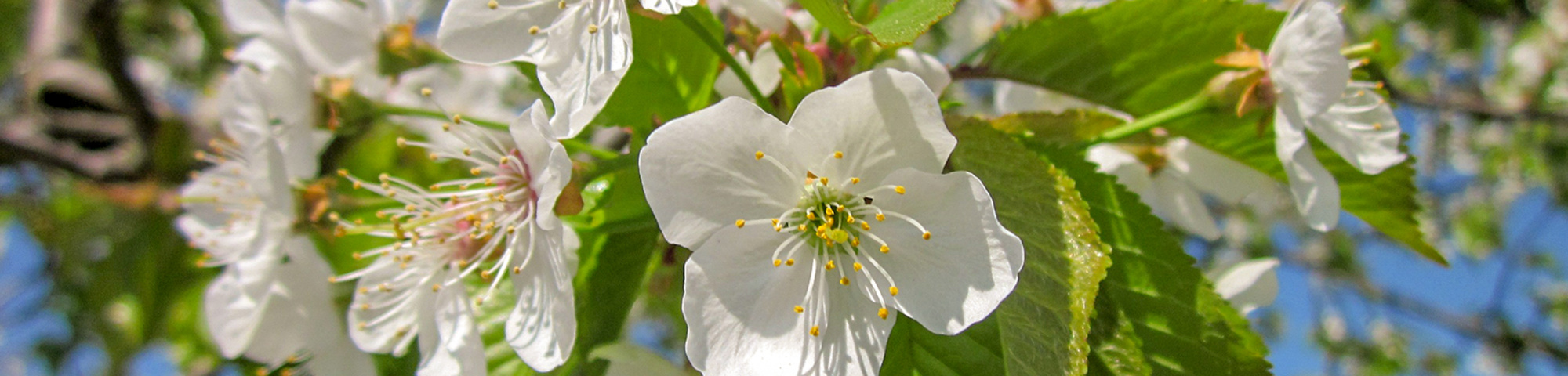 Prunus cerasus