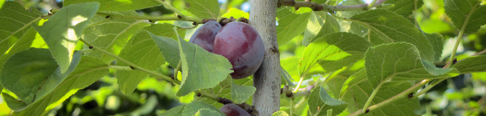 Prunus domestica 'Hauszwetsche'